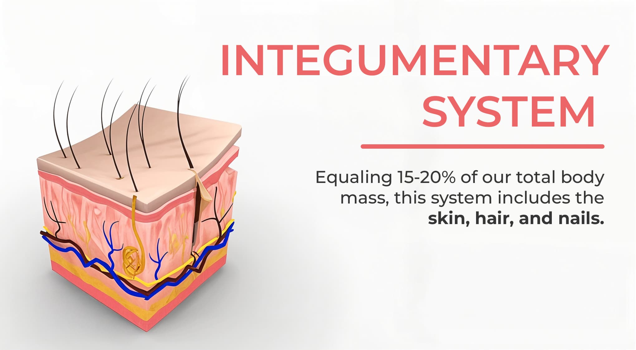 1. INTEGUMENTARY SYSTEM 1. INTEGUMENTARY SYSTEM