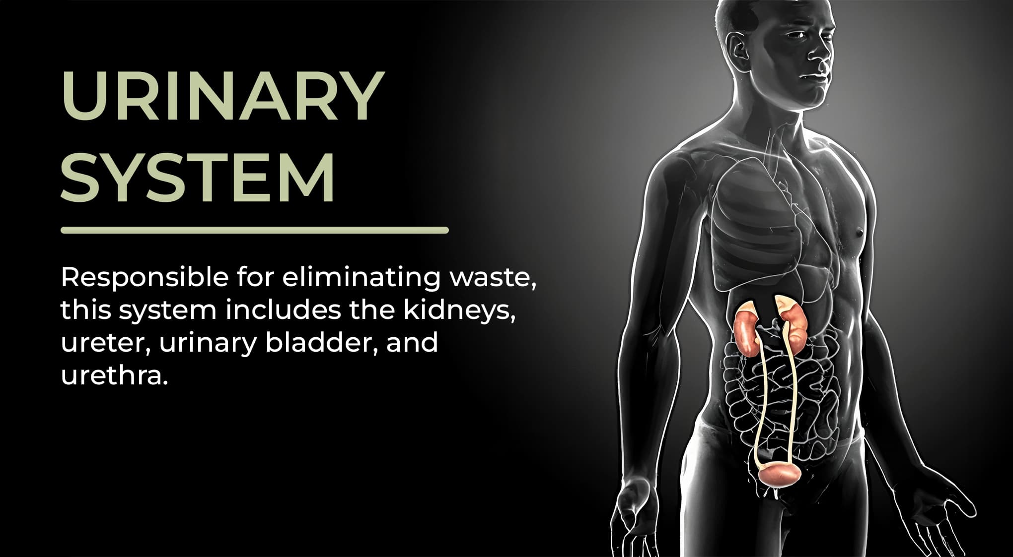 10. Urinary System 10. Urinary System