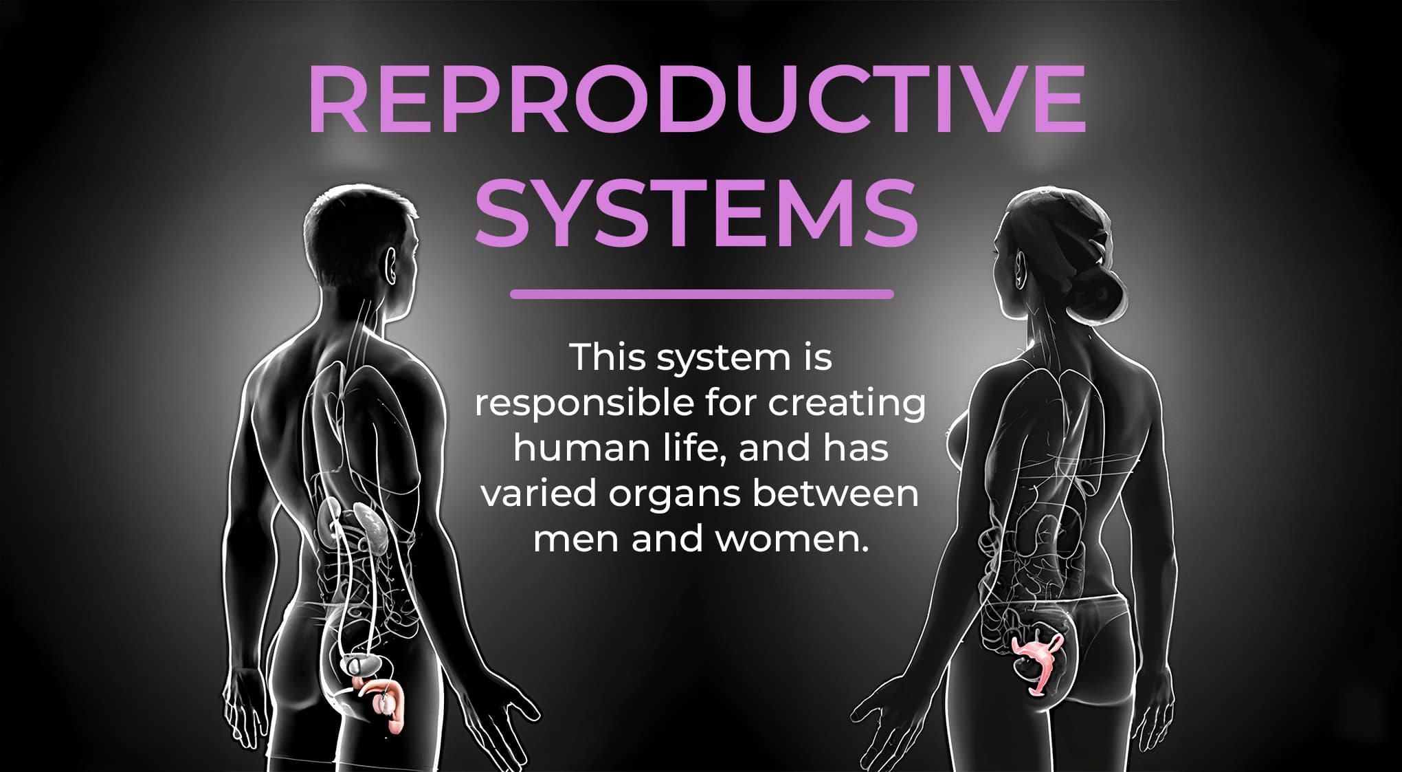 11. Reproductive System 11. Reproductive System