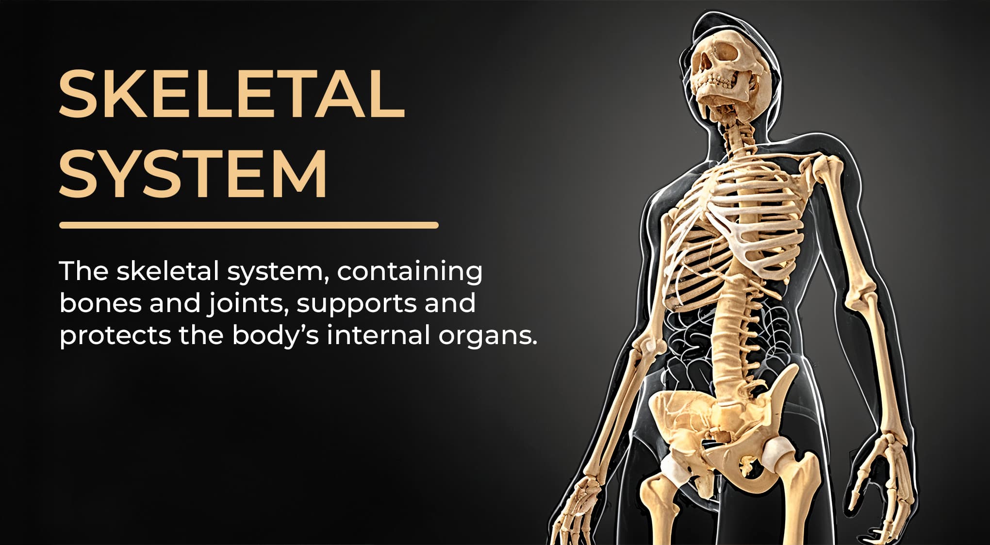 2. Skeletal System 2. Skeletal System