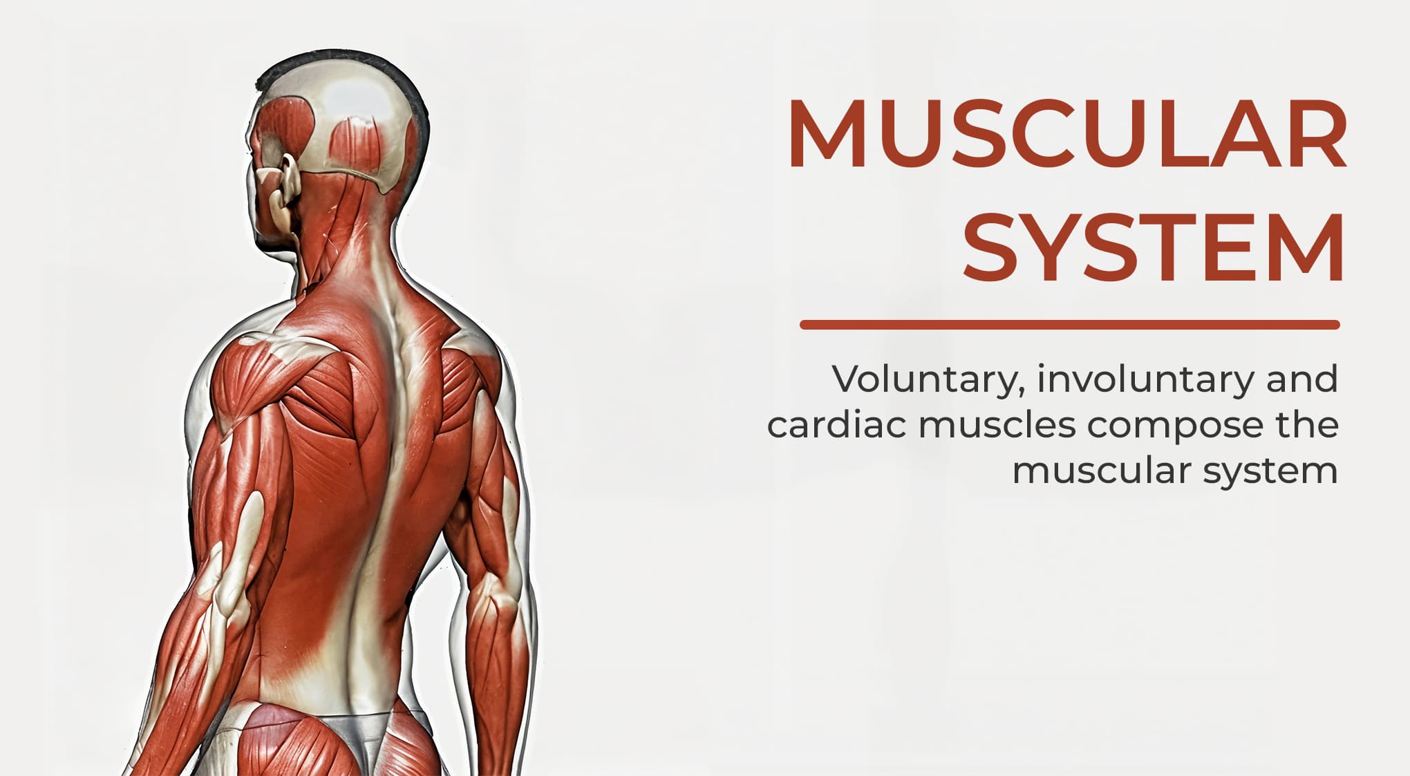 3. Muscular System 3. Muscular System