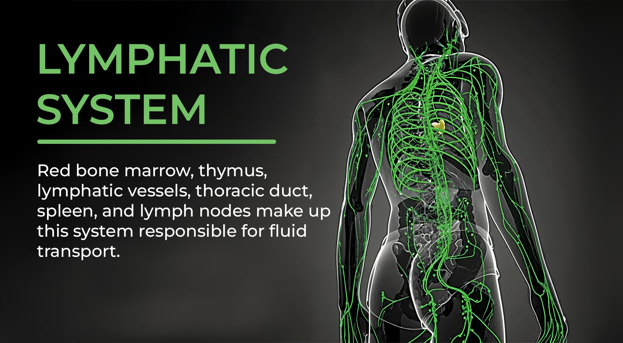 4. Lymphatic & Immune System 4. Lymphatic & Immune System