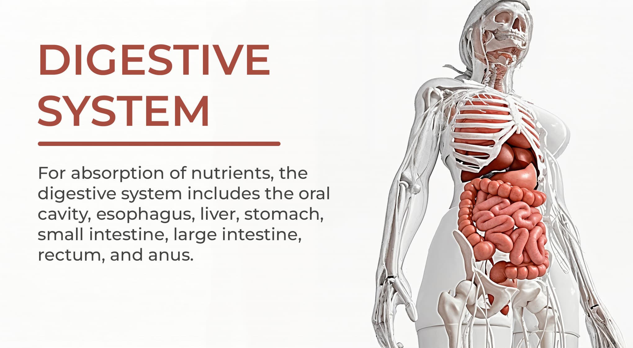 6. Digestive System 6. Digestive System