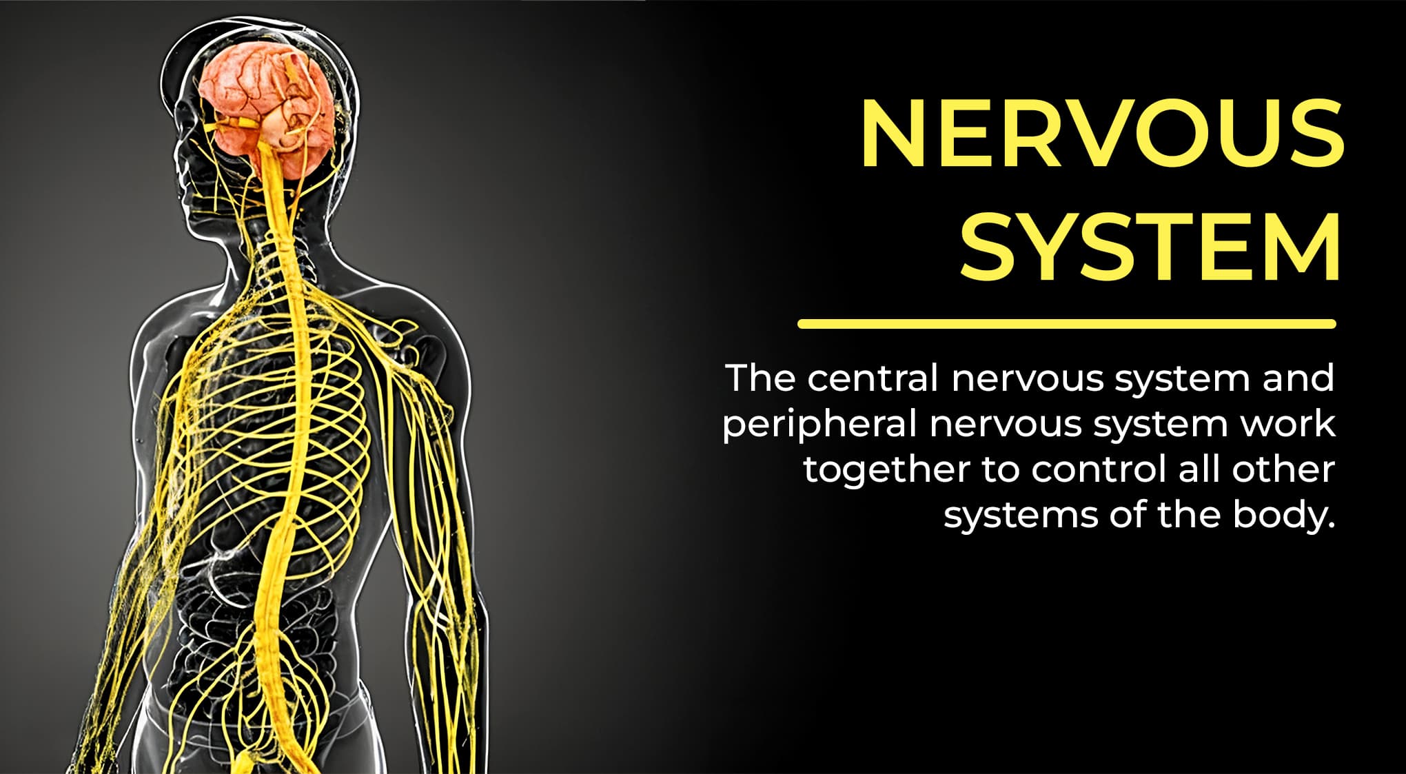 7. Nervous System 7. Nervous System